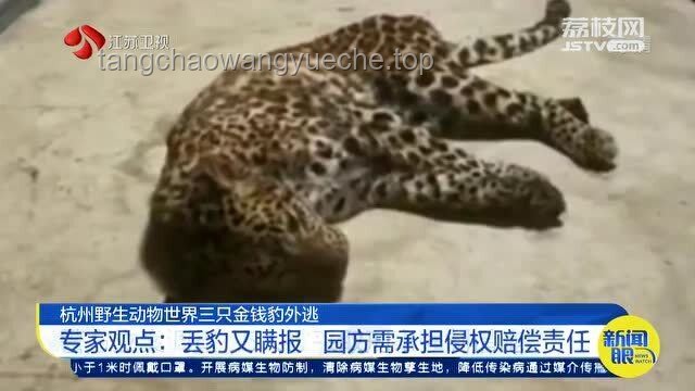 杭州金錢豹外逃事件四年回顧與行業(yè)洞察：野生動物管理的新挑戰(zhàn)與機遇