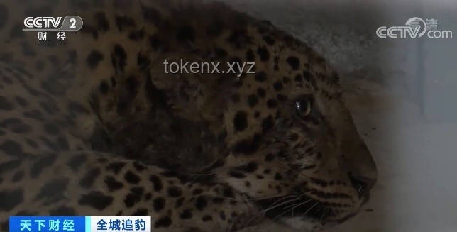 外逃4年后，杭州那只豹子怎樣了？金錢豹,杭州野生動物世界,逃逸事件,野外生存,搜捕行動