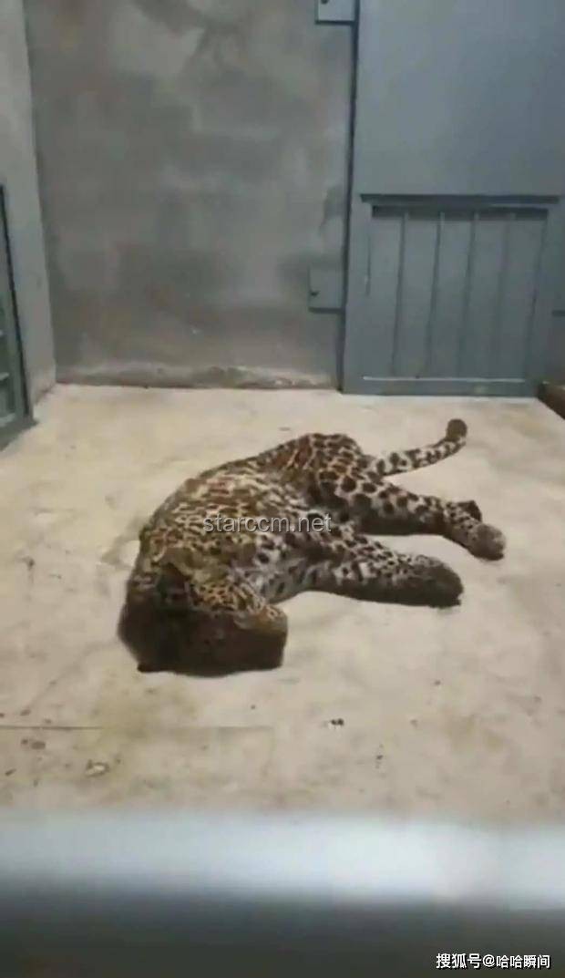 杭州豹子外逃四年：生存狀況與動物園管理對比分析