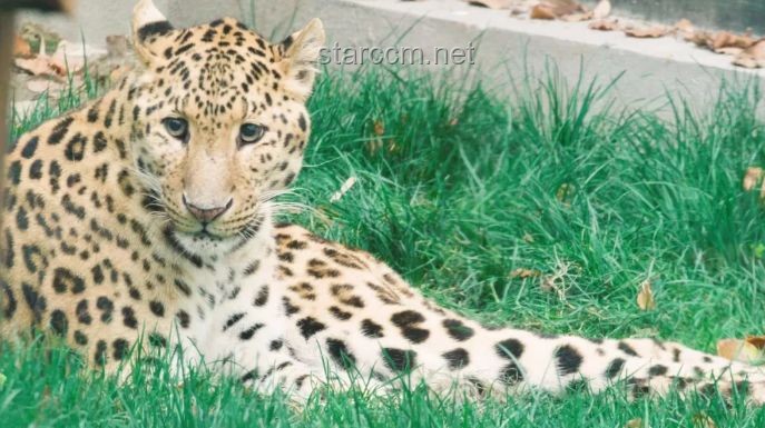 杭州豹子外逃四年：生存狀況與動物園管理對比分析