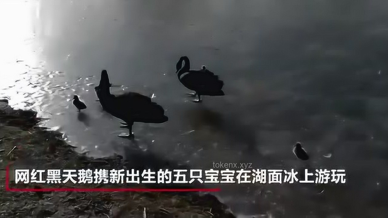 **紅狼：黑暗中的光行者，以溫暖驅(qū)散陰霾**