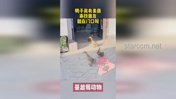 **??浮漂盛宴！喜歡看鴨子吃浮漂的朋友，這個虛擬之旅讓你一次看過癮！**
