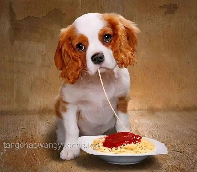 **“網(wǎng)紅寵物零食”大摸底！狗都不吃？那我吃！**