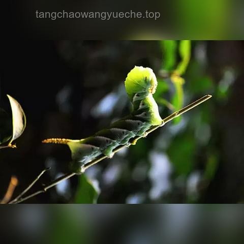 燈誘昆蟲：一場生態(tài)與科技的奇妙邂逅?, 生態(tài)監(jiān)測, 創(chuàng)意捕蟲, 數(shù)據(jù)分析, 光譜探索