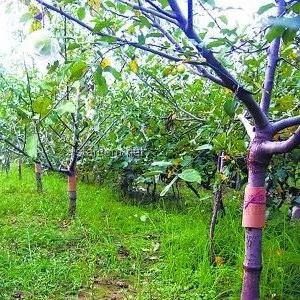 燈誘技術(shù)在昆蟲學(xué)研究中的應(yīng)用與影響深度解析