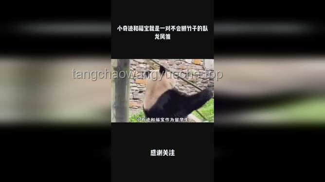一個班臥龍鳳雛齊飛的奇跡：解鎖班級創(chuàng)新潛能新篇章
