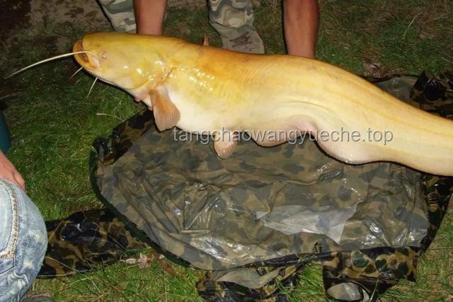 追魚(yú)奇遇：巨型鯰魚(yú)的誘惑與生命的警示