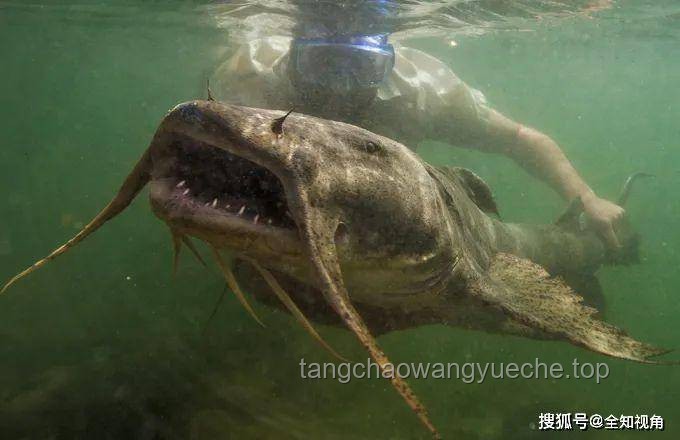 追魚(yú)奇遇：巨型鯰魚(yú)的誘惑與生命的警示