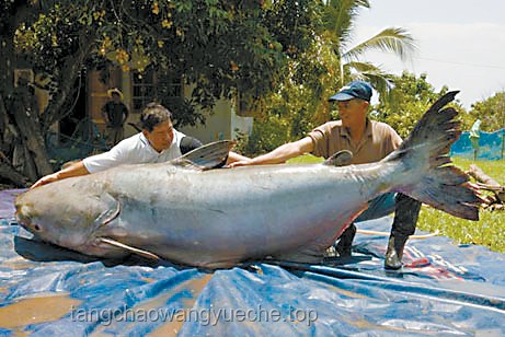 追魚(yú)奇遇：巨型鯰魚(yú)的誘惑與生命的警示