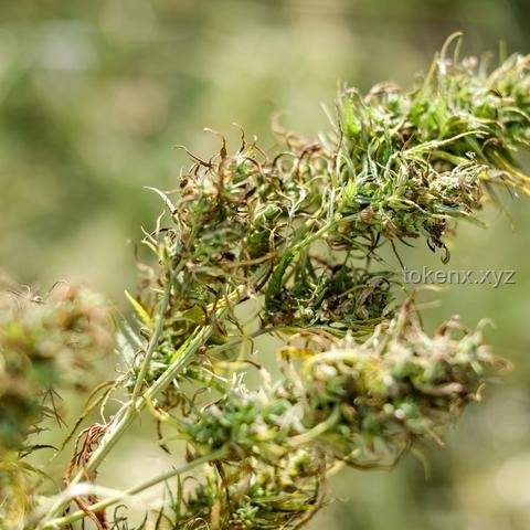 德國環(huán)保黨挑戰(zhàn)下的工業(yè)4.0未來：炸電廠、征肉稅、鼓勵(lì)大麻的潛在影響