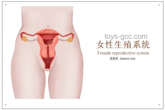 七成婦科感染源于衛(wèi)生巾？——深入解析衛(wèi)生巾與婦科健康的關(guān)系
