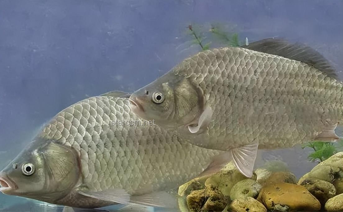 山上挖池，百年魚現(xiàn)？生態(tài)、挑戰(zhàn)與未來展望
