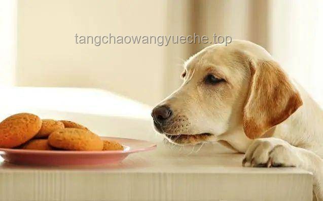 “網(wǎng)紅寵物零食”大摸底！品質(zhì)、口感、性價(jià)比，狗都不吃？那我吃！