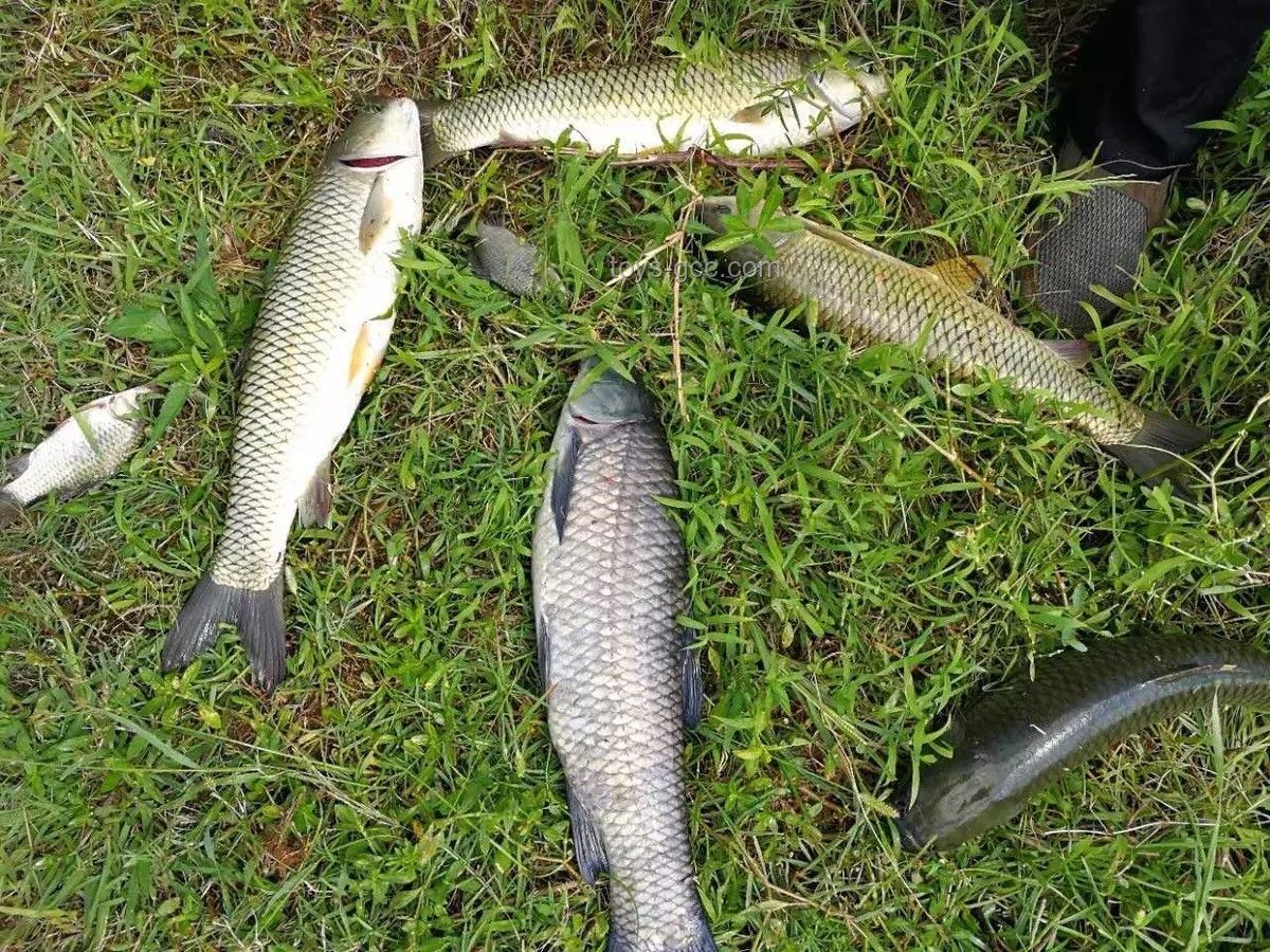 **和小飛哥共赴巨物釣場，300條大青魚的財富之旅??**