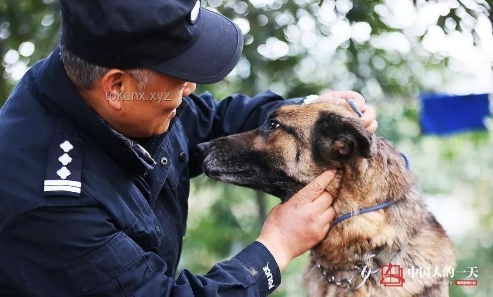 警犬拒絕帶實(shí)習(xí)生：訓(xùn)練困境與解決方案研究