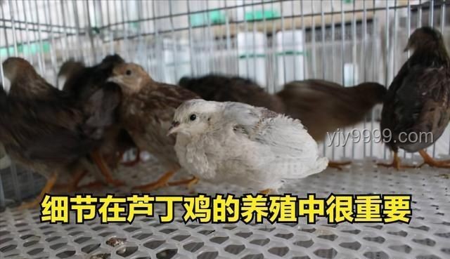 蘆丁雞作為寵物的深度解析：從網(wǎng)購(gòu)到DIY飼養(yǎng)的全面探索