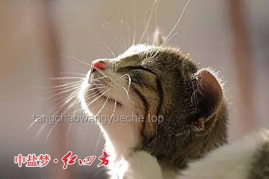 **貓貓的心愿：揭秘喵星人的內(nèi)心小世界**