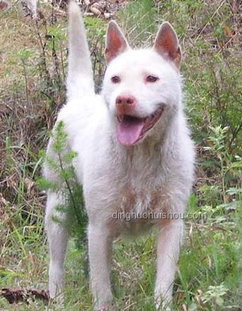 中國下司犬爆火海外：獵犬之王引領(lǐng)行業(yè)新風(fēng)潮 ??, 獵犬, 文化輸出, 寵物經(jīng)濟(jì), 遺傳資源保護(hù)