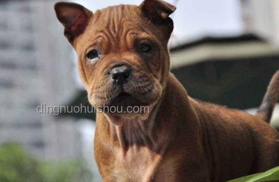 中國下司犬爆火海外：獵犬之王引領(lǐng)行業(yè)新風(fēng)潮 ??, 獵犬, 文化輸出, 寵物經(jīng)濟(jì), 遺傳資源保護(hù)