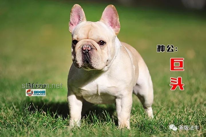 如何應對中國下司犬在外網爆火并維護其形象？