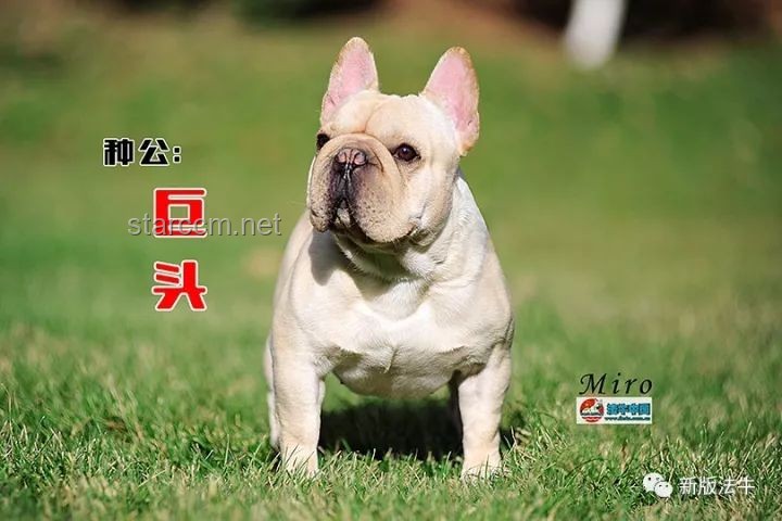 如何應對中國下司犬在外網爆火并維護其形象？