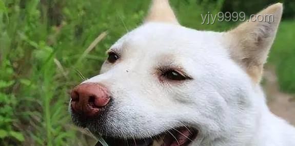 中國下司犬外網(wǎng)爆火：全面掌握“中國狗王”的養(yǎng)護(hù)秘籍