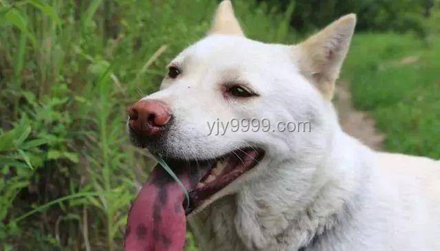 中國下司犬外網(wǎng)爆火：全面掌握“中國狗王”的養(yǎng)護(hù)秘籍