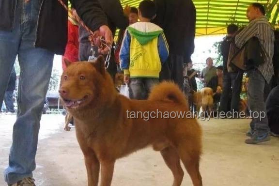 **中國(guó)下司犬外網(wǎng)爆火，我如何與它共筑“中國(guó)狗王”傳奇**