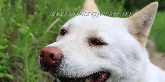 **中國(guó)下司犬外網(wǎng)爆火，我如何與它共筑“中國(guó)狗王”傳奇**