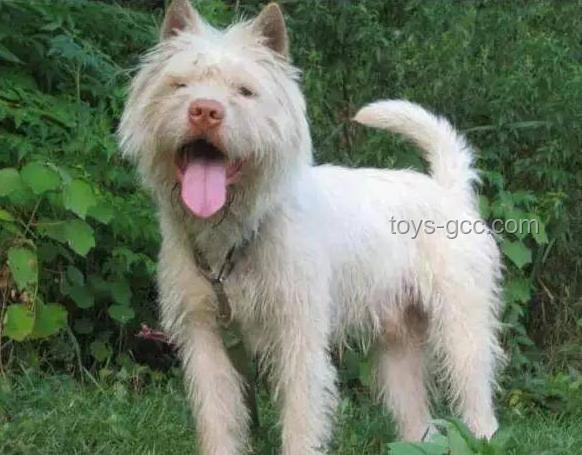 中國下司犬爆紅海外：中國狗王引領(lǐng)行業(yè)新風(fēng)尚