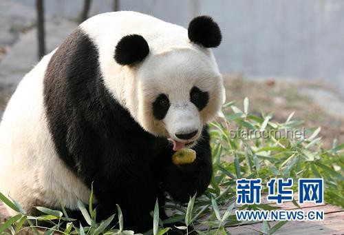 ??【真相大白，創(chuàng)意辟謠——大熊貓集資迷霧背后的創(chuàng)新思維】