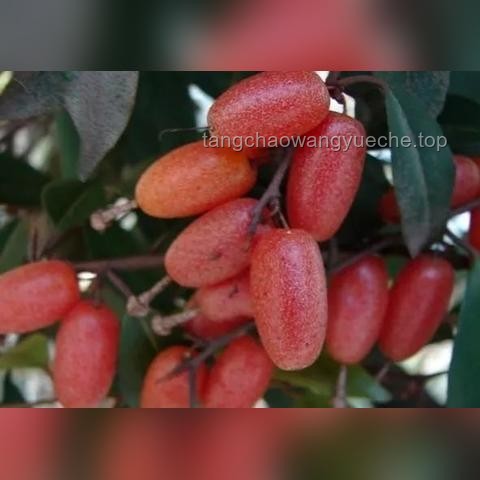 痔瘡生長極限與手術(shù)治療深度解析