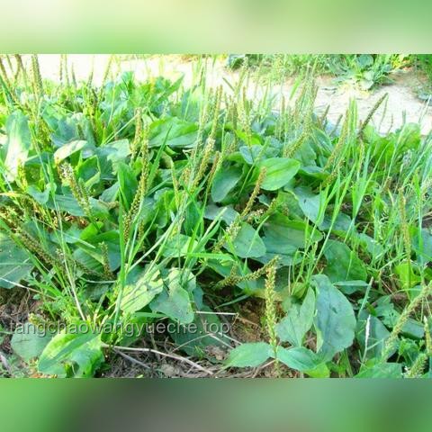 痔瘡生長極限與手術(shù)治療深度解析