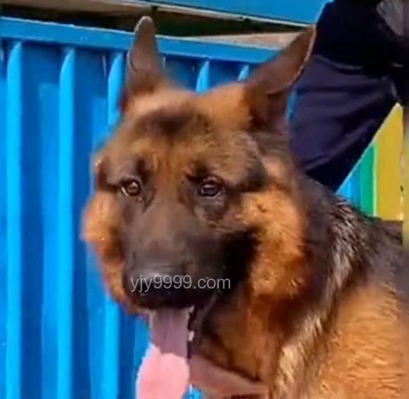 **警犬老將的心聲：帶實(shí)習(xí)生的那些事兒??**
