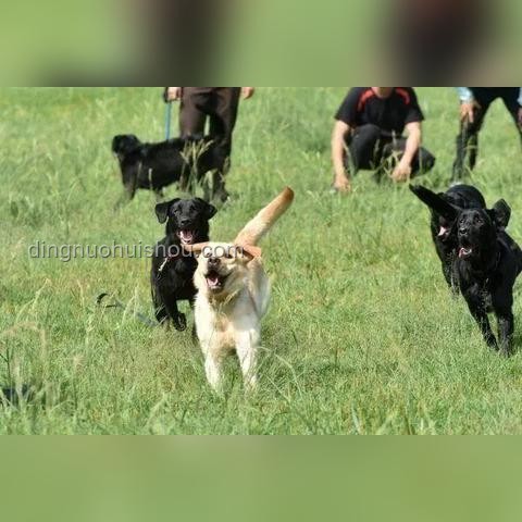警犬訓(xùn)練與實(shí)習(xí)生搭配：效率、挑戰(zhàn)與未來趨勢(shì)的深度剖析