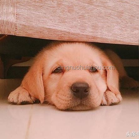 警犬訓(xùn)練與實(shí)習(xí)生搭配：效率、挑戰(zhàn)與未來趨勢(shì)的深度剖析