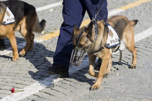 警犬培訓(xùn)行業(yè)的革新挑戰(zhàn)：實習(xí)生管理的痛點與突破