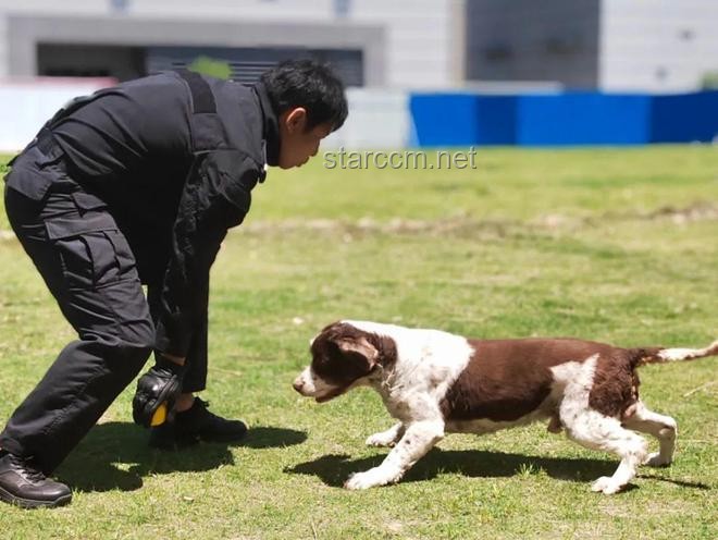 警犬培訓(xùn)行業(yè)的革新挑戰(zhàn)：實習(xí)生管理的痛點與突破