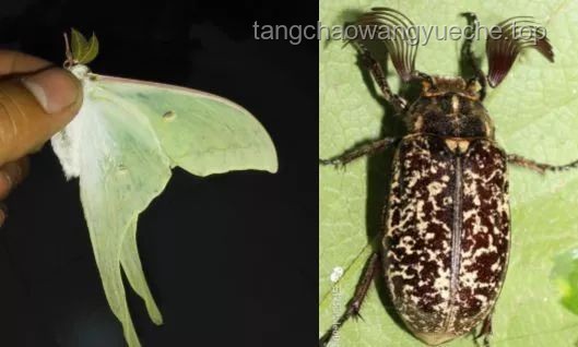 燈誘能吸引來多少昆蟲？如何高效管理昆蟲燈誘結(jié)果