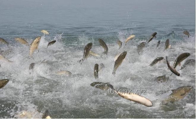 三峽大壩蓄水近22年，魚類天堂，最大魚體探秘及保護(hù)策略