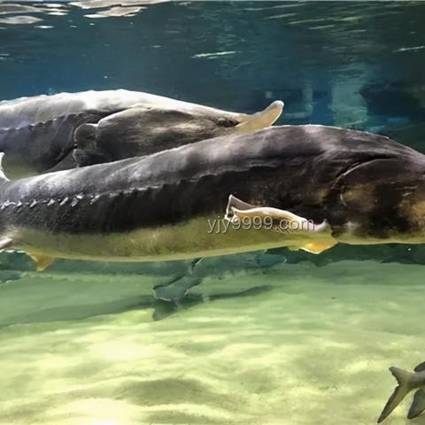 三峽大壩蓄水與魚類生態(tài)：長江的“魚類天堂”現(xiàn)狀深度解析