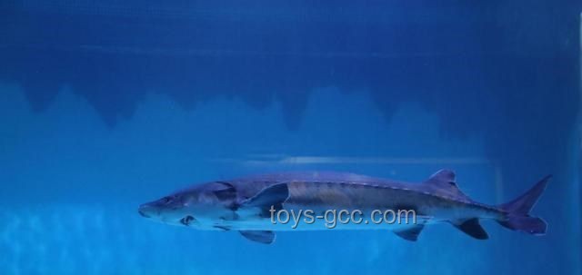 三峽大壩蓄水近22年：長江魚類天堂中的巨魚之謎