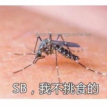 2025夏季防蚊新趨勢：被蚊子咬了？4大迅速止癢法，愿你夏季無憂！