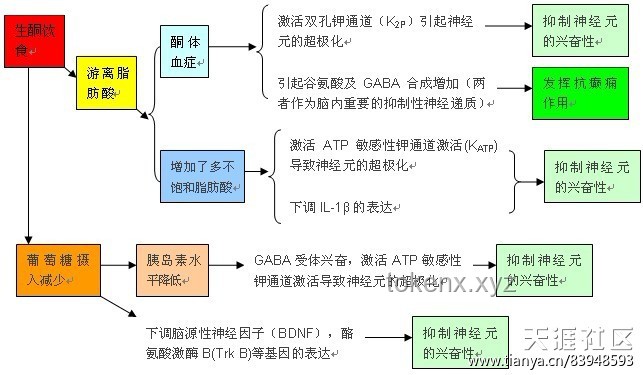 生酮、液斷減肥法安全性探討及科學減肥方案
