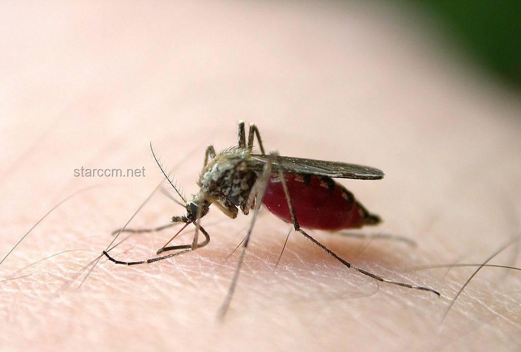 ??蚊子退散！4大奇招速止癢，愿你一生用不上！?