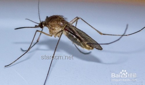 ??蚊子退散！4大奇招速止癢，愿你一生用不上！?