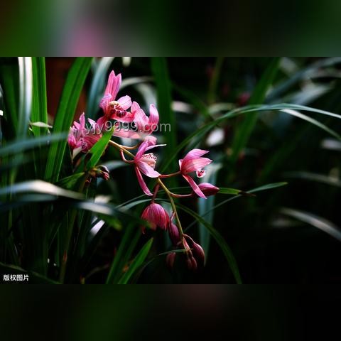 香水：氣味與情緒的交響曲，行業(yè)深度洞察