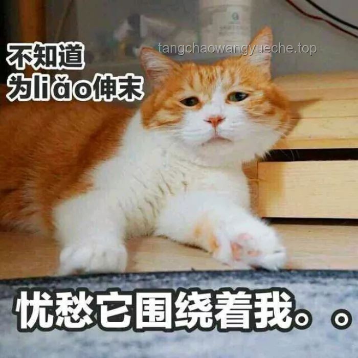 讓我看看誰(shuí)還沒(méi)有史迪咪：史迪咪與其他熱門(mén)玩偶對(duì)比分析