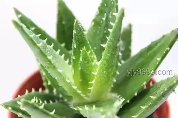 斷眉與貓薄荷：個(gè)人魅力與植物效應(yīng)的奇妙邂逅對(duì)比分析