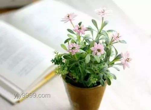 斷眉與貓薄荷：個(gè)人魅力與植物效應(yīng)的奇妙邂逅對(duì)比分析